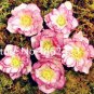 100 pcs/Bag Unique Mixed Colors Japanese  ,Helleborus Flower s,Easy to Grow, for Decorate Garden - (