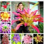 100Pcs  Colorful Cactus Bromeliad Tillandsia Bulbosa Air  Easy Growing Succulent  for - (Color: Mix)