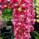 100 pcs  Cymbidium Orchid  African Cymbidiums Flores,Phalaenopsis  Flower as for