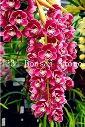 100 pcs  Cymbidium Orchid  African Cymbidiums Flores,Phalaenopsis  Flower as for