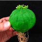 Euphorbia obesa Basketball Sea Urchin ,100 Pieces, Living Baseball Golf Ball Succulent
