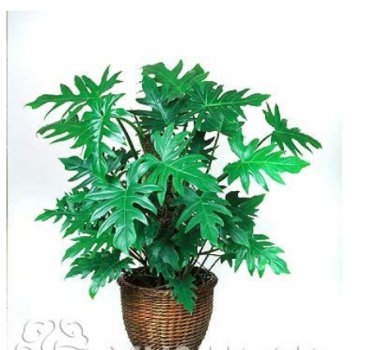 100pcs Philodendron seeds