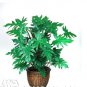 100pcs Philodendron seeds