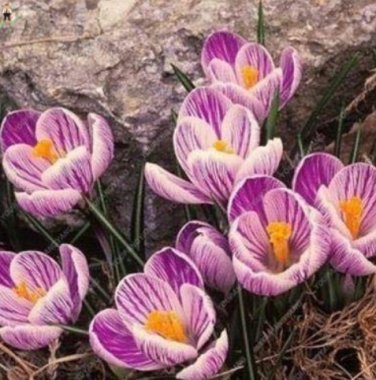 20pcs  Saffron s Beautiful Rainbow Saffron Garden Flowers high Survival Rate  Tree Garden Decoration