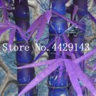 30 Pcs New Fresh Indoor Bamboo , House Good Luck Bamboo Pot, 100% True   for Easy to Grow