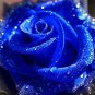 100 pc Blue Rose Fragrant Gardens Flowering s Strong, Blue Dragon Rose, Blue Rose