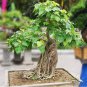 10 pcs Imported Bodhi Tree Religiosa  Garden Moraceae Perennial Outdoor Sacred Fig  Semi-Evergreen F