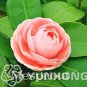 50PCS Golden Yellow  Camellia Nitidissima  (Color: 5)