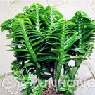 10PCS  Centipede Coral   Evergreen Landscape