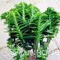 10PCS  Centipede Coral   Evergreen Landscape