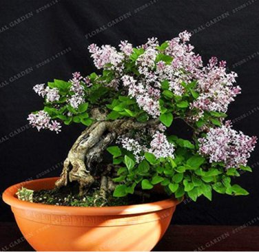 50 Colorful  Lilac  Japanese Lilac (Extremely Fragrant) Clove Flower  (Color: 7)