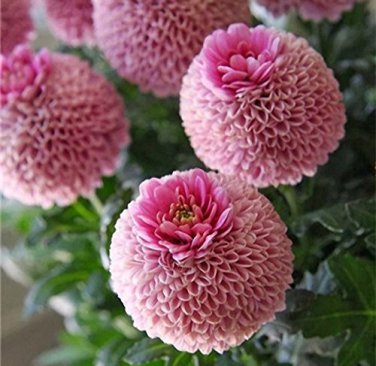 100 PCS Giant Allium Giganteum Globemaster Beautiful Flower Seeds