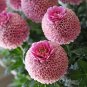 100 PCS Giant Allium Giganteum Globemaster Beautiful Flower Seeds