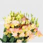 200 Pcs Eustoma Seed Perennial Flowering s Lisianthus Multicolor for   & Garden Indoor Seed