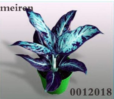 Color Aglaonema  100 Pcs Aglaonema Beautiful Mosaic Perennial Evergreen Trees Flower Indoor Or Ourdo