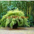 20 pcs Fargesia fungosa Bamboo Seed Hardy clumping Type Garden Decoration