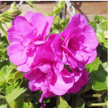 Centipede Coral Geranium  Garden &   . Indoor  10PCS  Evergreen Landscape  Garden