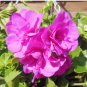 Centipede Coral Geranium  Garden &   . Indoor  10PCS  Evergreen Landscape  Garden