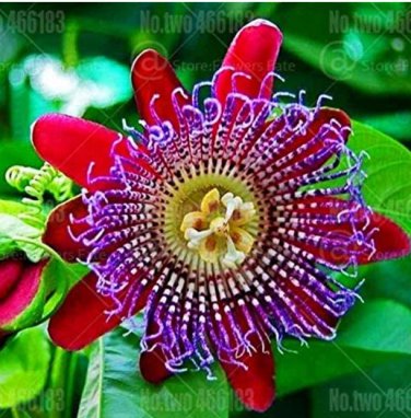 20pcs Passion Flower  Perennial Evergreen Climbing Woody Vine Climbing Flower  s for  s