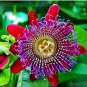20pcs Passion Flower  Perennial Evergreen Climbing Woody Vine Climbing Flower  s for  s