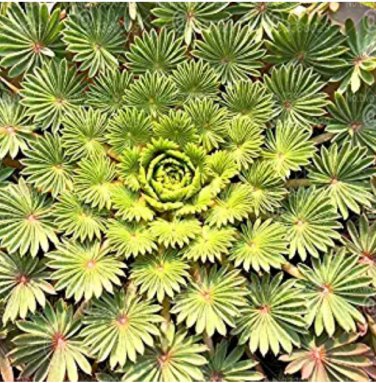 100pcs Oxalis palmifrons   Flower  Perennial Indoor Flowering Pot s Leaves Like Palm for s - (Color: