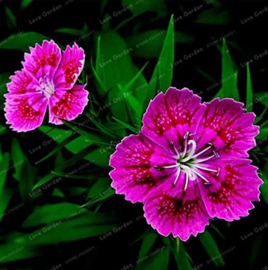 Dianthus Chinensis  Mix Color Flower  Pot  Easy to Grow 50 Pcs - (Color: 10)