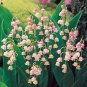 50pcs Colorful Bell Orchid Lily of The Valley Perennia Flower   Exotic ing for - (Color: Pink)