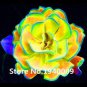 100 Pcs Rainbow Succulent  Seedling Perennial Office Mini   Succulent ing  Balcony Garden T1
