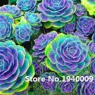 100 Pcs Rainbow Succulent  Seedling Perennial Office Mini   Succulent ing  Balcony Garden T2