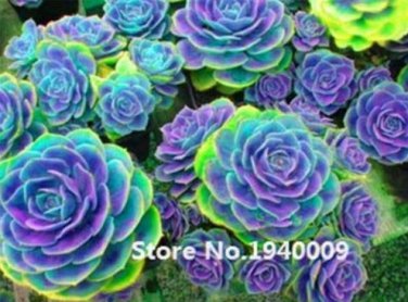 100 Pcs Rainbow Succulent  Seedling Perennial Office Mini   Succulent ing  Balcony Garden T2