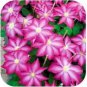 Clematis  Clematis Garden Flowers no The Clematis Bulbs 50 /Bag - (Color: Burgundy)