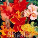 100 pcs/Bag Dwarf  Canna Lily Outdoor Tropical Bronze Scarlet Foliage Perennial   for Supply Décor