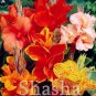 100 pcs/Bag Dwarf  Canna Lily Outdoor Tropical Bronze Scarlet Foliage Perennial   for Supply Décor