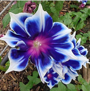 100Pcs/Bag Morning Glory Seeds Blue Glory Fragrant Garden Climbing Flowers Hanging Out s