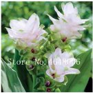 50 Pcs Thailand Pink Curcuma  Also Called Siam Tulip  Flower  a Member of The Zingeraceae Family Gar
