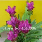50 Pcs Thailand Pink Curcuma  Also Called Siam Tulip  Flower  a Member of The Zingeraceae Family Gar