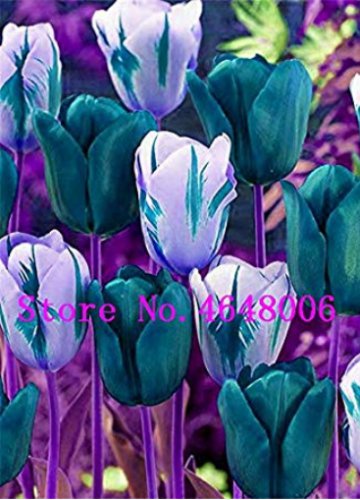 High-Grade 50pcs/Lot Tulip  Flowers Wedding   Flowers  Decoration Charming Perennial Tulipanes - (Co