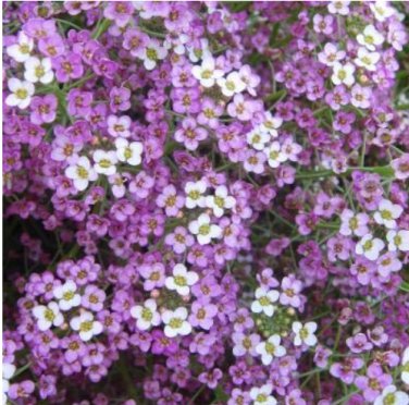 100pcs/lot Alyssum -s-Lobularia maritima Flower -s Multi-Color Optional YR
