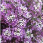 100pcs/lot Alyssum -s-Lobularia maritima Flower -s Multi-Color Optional YR