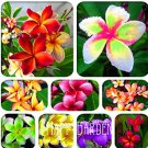100 PCS Japanese Style PAlumeria     - (Color: Mix)