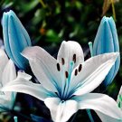 Large  Lilium Flower 200 Pcs Colorful Lily  Not Lily Bulbs  s   Gardening  Flower T2