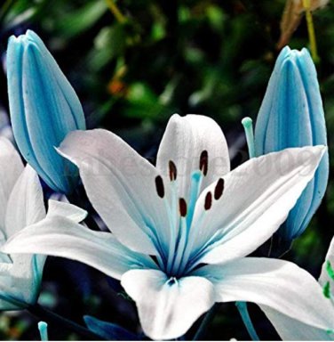 Large  Lilium Flower 200 Pcs Colorful Lily  Not Lily Bulbs  s   Gardening  Flower T2