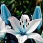 Large  Lilium Flower 200 Pcs Colorful Lily  Not Lily Bulbs  s   Gardening  Flower T2