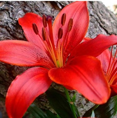 Large  Lilium Flower 200 Pcs Colorful Lily  Not Lily Bulbs  s   Gardening  Flower T3