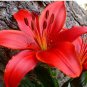 Large  Lilium Flower 200 Pcs Colorful Lily  Not Lily Bulbs  s   Gardening  Flower T3