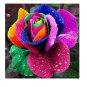 100pcs/bag  Holland Rainbow Rose Flowers Lover Colorful Perennial Flower Garden s