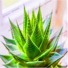 100 PCS Mulit -Color Aloe Vera Garden  Herbs Flores Tree seeds