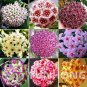 24 Color Available  Ball Orchid Flower  Perennial Garden  Hoya Carnosa Flower  100PCS Mix