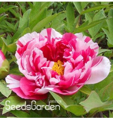 Blue Peony Flower  10 Pcs/lot, T2