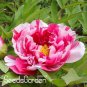 Blue Peony Flower  10 Pcs/lot, T2